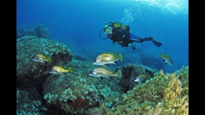 sejour-de-plongee-sur-l-ile-de-porquerolles2023-09-29