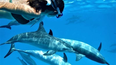 croisiere-eco-participative-pour-la-preservation-des-dauphins-de-sataya2022-05-21