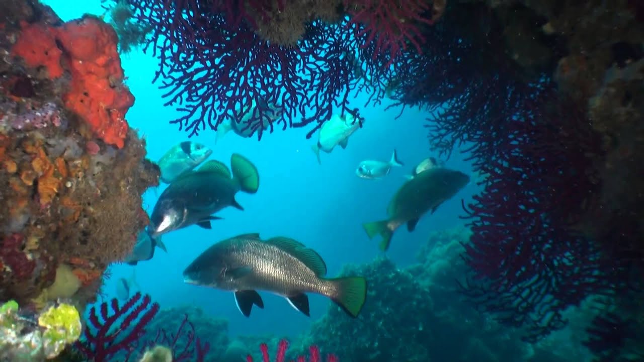 sejour-de-plongee-a-estartit2026-09-17