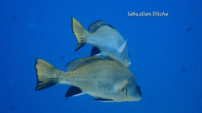 we-plongee-a-hyeres-le-30-31-mai-2026-prepa-n22026-05-29